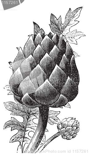 Image of Artichoke, globe artichoke or Cynara cardunculus old engraving.