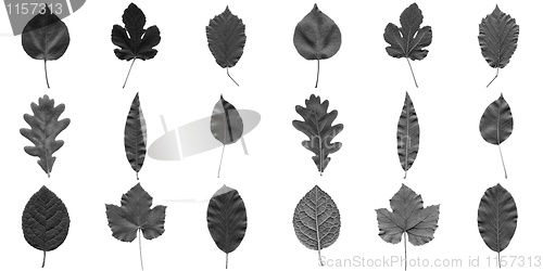 Image of Leaves collage