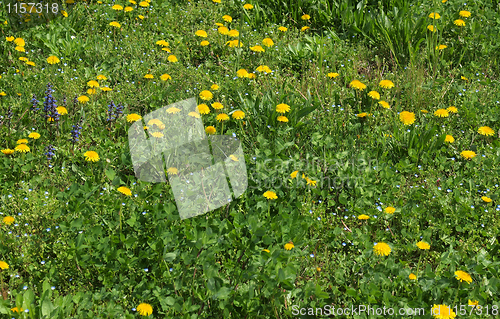 Image of Grass meadow