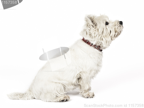 Image of white Terrier