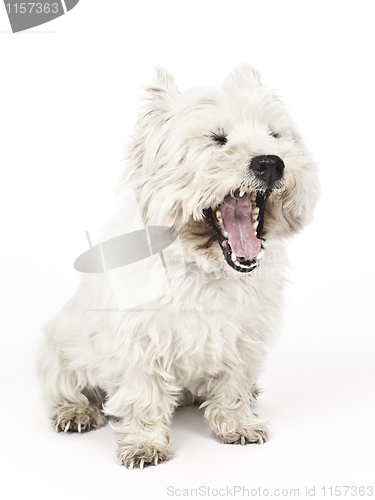 Image of white Terrier