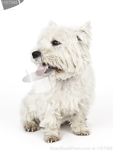 Image of white Terrier