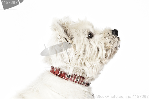 Image of white Terrier