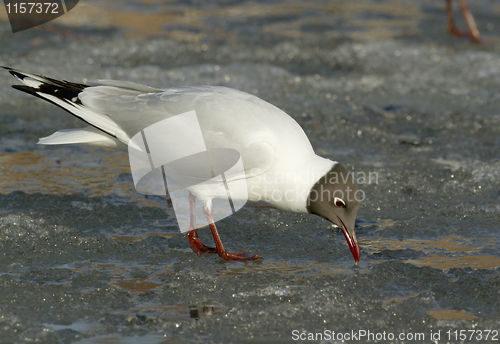 Image of Black-headed Gull