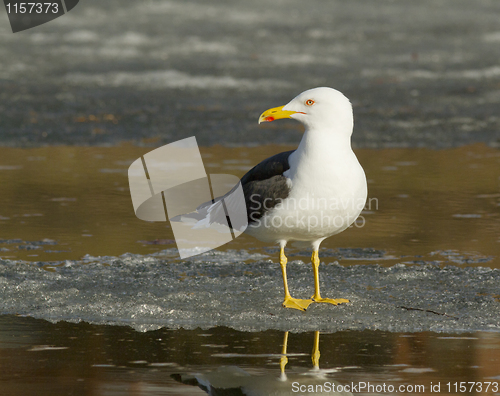 Image of Lesser Black-backed Gull