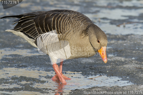 Image of Greylag Goose.