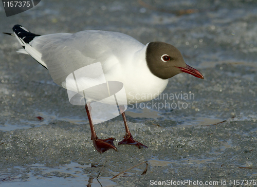 Image of Black-headed Gull