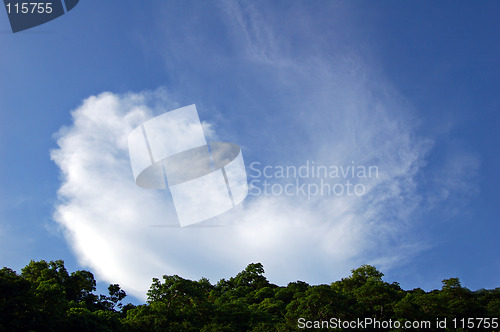 Image of Cloud over forest