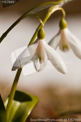 Image of Snowdrops