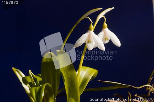 Image of snowdrops