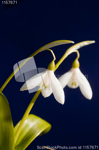 Image of Snowdrops