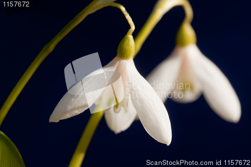 Image of Snowdrops