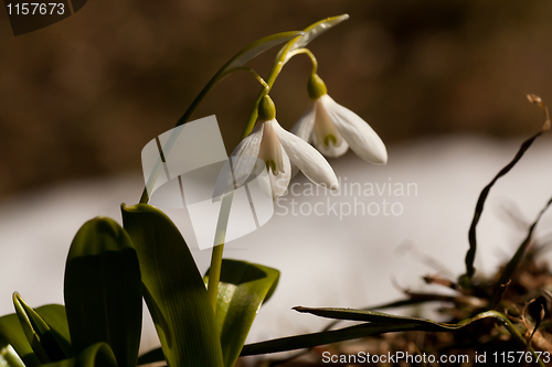 Image of snowdrops