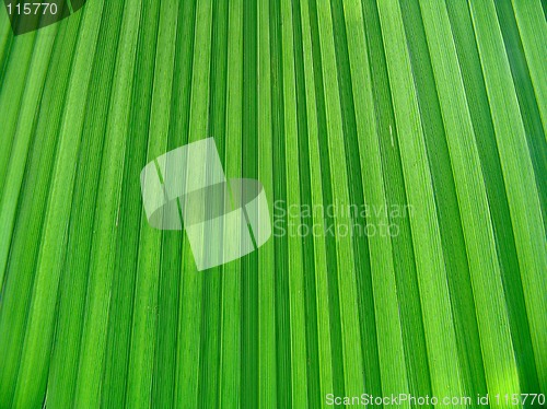 Image of Leaf background