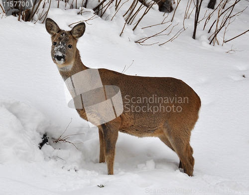 Image of Roe deer in snow