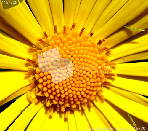 Image of yellow flower