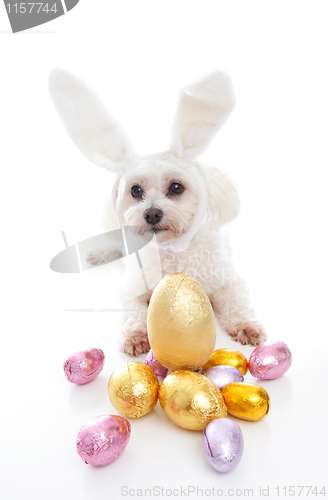 Image of Cute puppy with bunny ears easter eggs