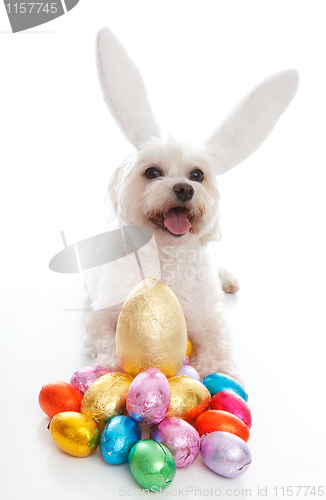 Image of Happy Easter dog with bunny ears