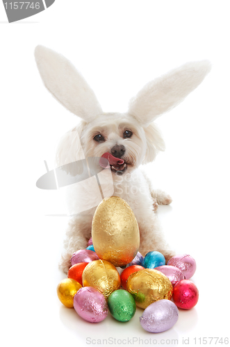 Image of Pet dog bunny ears easter eggs