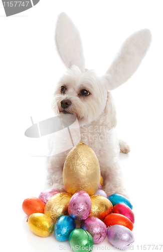 Image of Pet dog animal with easter eggs