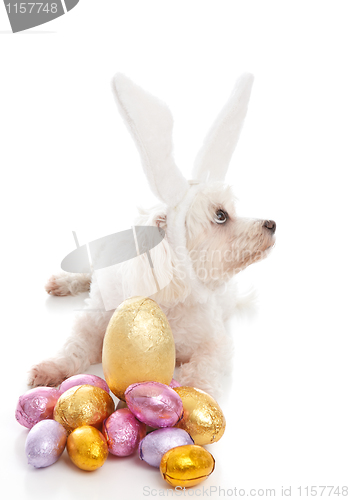 Image of Easter dog with bunny ears and eggs