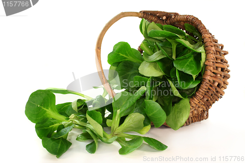 Image of Corn salad