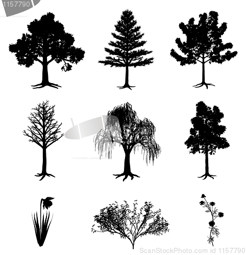 Image of Trees narcissus chamomile and bush