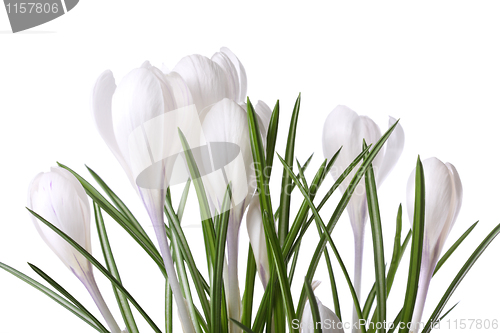 Image of Crocuses