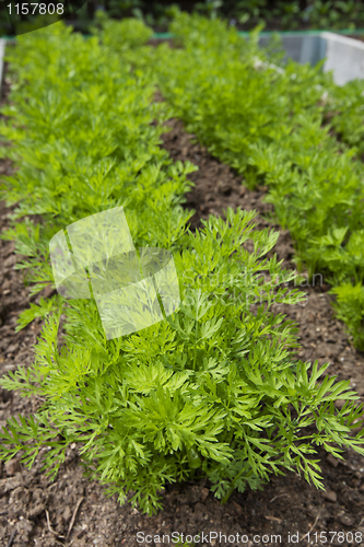 Image of Garden Carrots