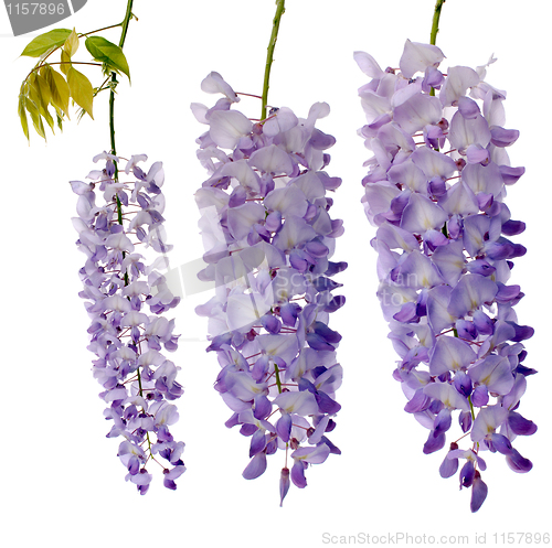 Image of Wisteria flowers