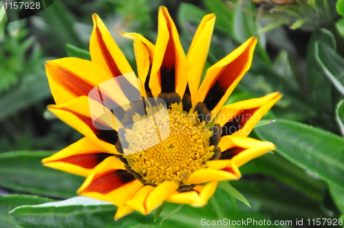 Image of Sunflower