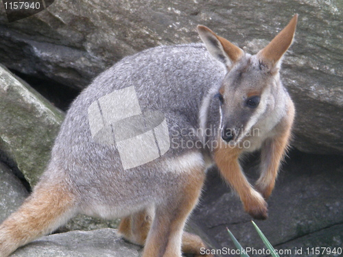Image of Kangaroo
