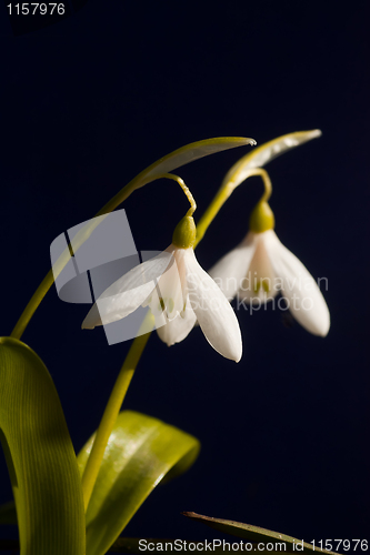 Image of Snowdrops