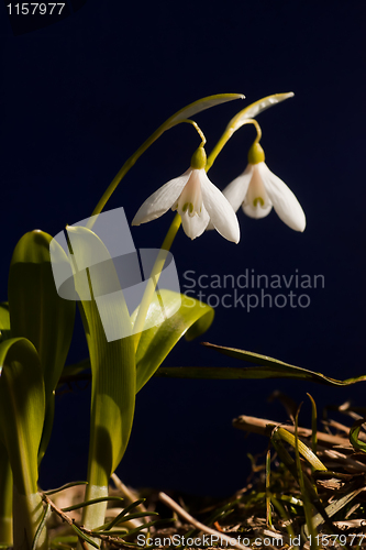 Image of Snowdrops