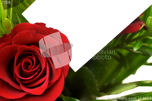 Image of Red rose and greeting card 6