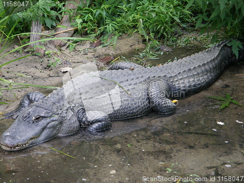 Image of Crocodile