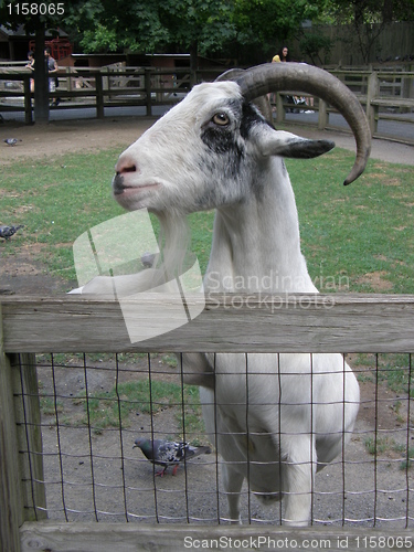 Image of Goat