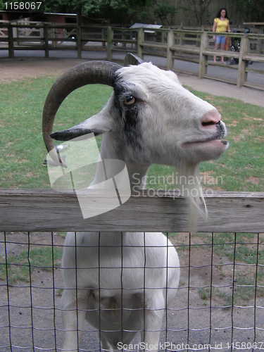 Image of Goat