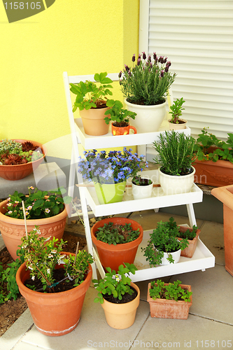 Image of Terrace or roof gardening