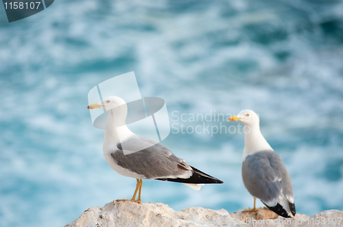 Image of Seagulls