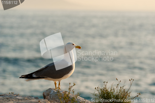 Image of Seagulls