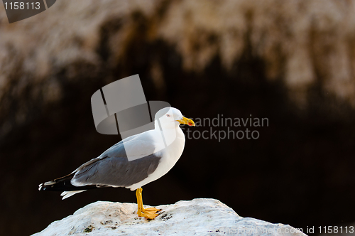 Image of Seagulls