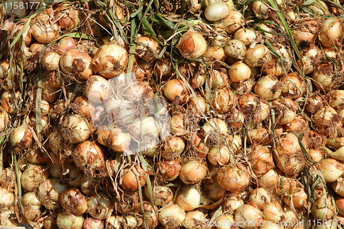 Image of Onions