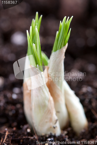 Image of young green sprout