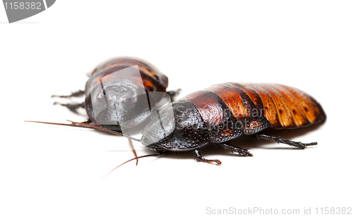Image of two Madagascar cockroaches
