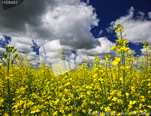 Image of Canola field