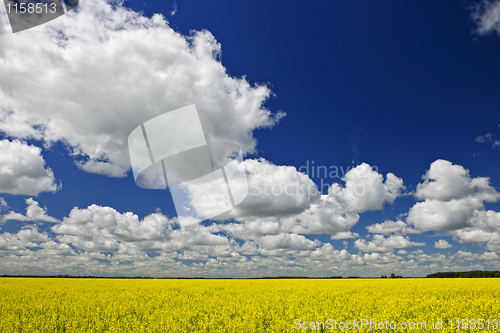 Image of Canola field