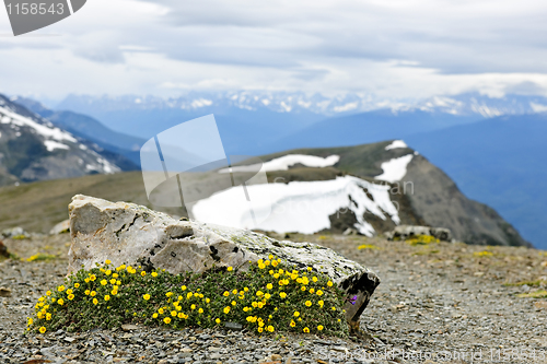 Image of Alpine meadow in Jasper National Park