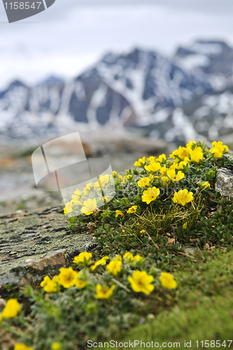 Image of Alpine meadow in Jasper National Park