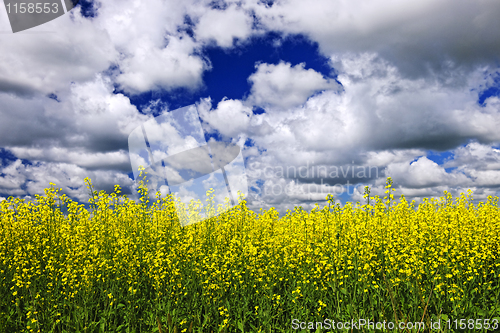 Image of Canola field